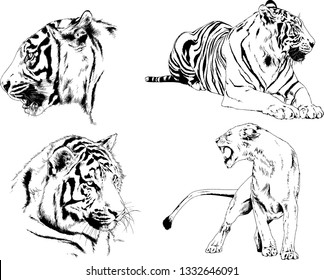 set of vector drawings on the theme of predators tigers are drawn by hand with ink tattoo logos