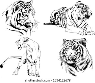 set of vector drawings on the theme of predators tigers are drawn by hand with ink tattoo logos