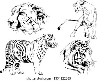 set of vector drawings on the theme of predators tigers are drawn by hand with ink tattoo logos