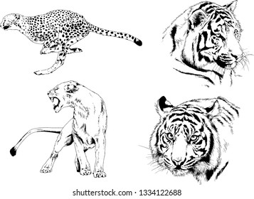 set of vector drawings on the theme of predators tigers are drawn by hand with ink tattoo logos