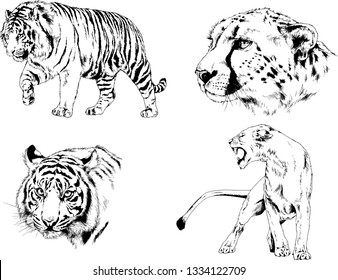 set of vector drawings on the theme of predators tigers are drawn by hand with ink tattoo logos