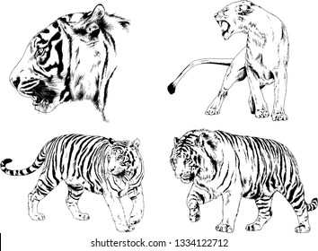 set of vector drawings on the theme of predators tigers are drawn by hand with ink tattoo logos