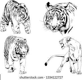 set of vector drawings on the theme of predators tigers are drawn by hand with ink tattoo logos