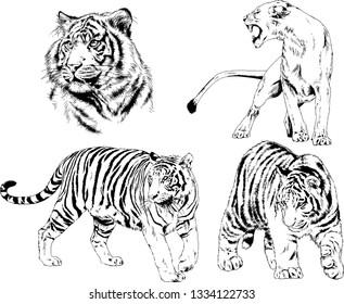 set of vector drawings on the theme of predators tigers are drawn by hand with ink tattoo logos