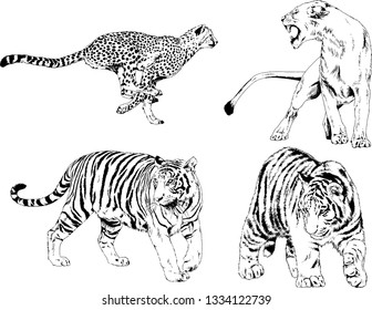 set of vector drawings on the theme of predators tigers are drawn by hand with ink tattoo logos