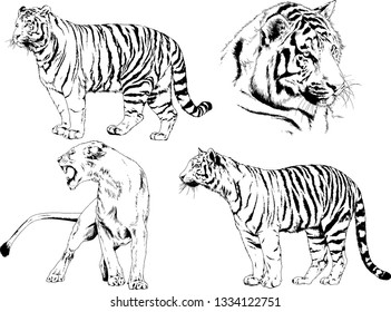 set of vector drawings on the theme of predators tigers are drawn by hand with ink tattoo logos