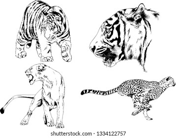 set of vector drawings on the theme of predators tigers are drawn by hand with ink tattoo logos