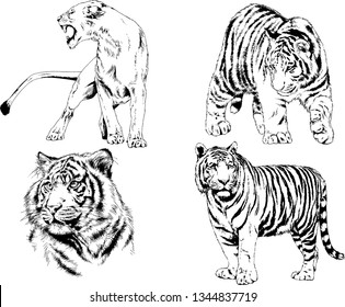 set of vector drawings on the theme of predators tigers are drawn by hand with ink tattoo logos