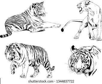 set of vector drawings on the theme of predators tigers are drawn by hand with ink tattoo logos