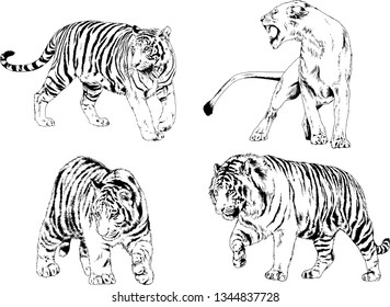 set of vector drawings on the theme of predators tigers are drawn by hand with ink tattoo logos