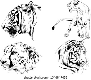 set of vector drawings on the theme of predators tigers are drawn by hand with ink tattoo logos