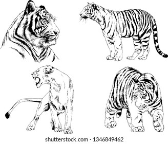 set of vector drawings on the theme of predators tigers are drawn by hand with ink tattoo logos