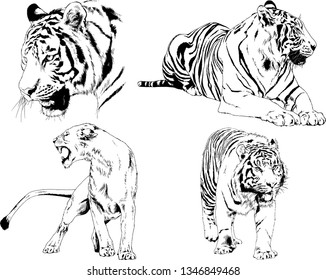 set of vector drawings on the theme of predators tigers are drawn by hand with ink tattoo logos