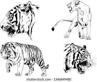set of vector drawings on the theme of predators tigers are drawn by hand with ink tattoo logos