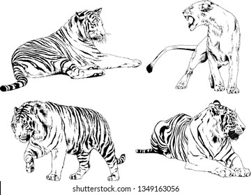 set of vector drawings on the theme of predators tigers are drawn by hand with ink tattoo logos