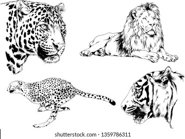 set of vector drawings on the theme of predators tigers are drawn by hand with ink tattoo logos
