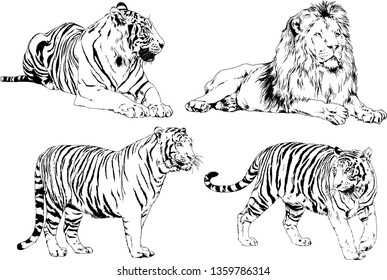 set of vector drawings on the theme of predators tigers are drawn by hand with ink tattoo logos