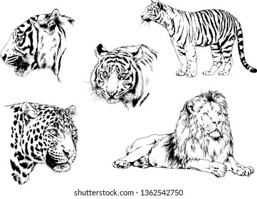 set of vector drawings on the theme of predators tigers are drawn by hand with ink tattoo logos