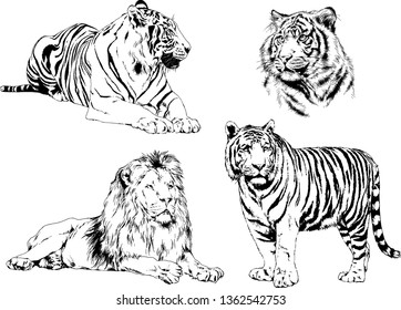 set of vector drawings on the theme of predators tigers are drawn by hand with ink tattoo logos