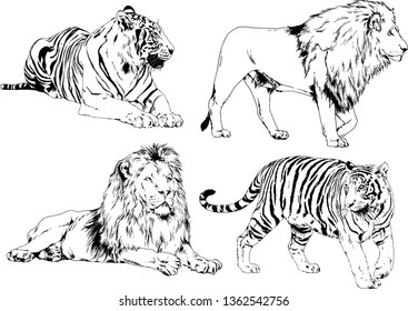 set of vector drawings on the theme of predators tigers are drawn by hand with ink tattoo logos