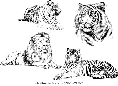 set of vector drawings on the theme of predators tigers are drawn by hand with ink tattoo logos