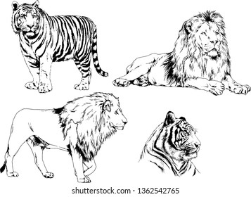 set of vector drawings on the theme of predators tigers are drawn by hand with ink tattoo logos