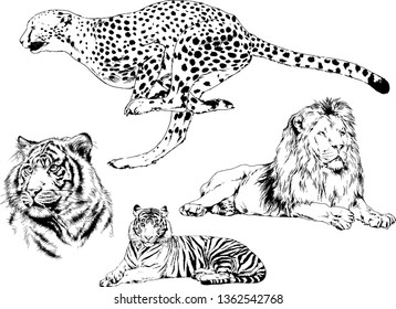 set of vector drawings on the theme of predators tigers are drawn by hand with ink tattoo logos