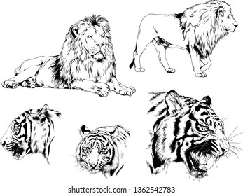 set of vector drawings on the theme of predators tigers are drawn by hand with ink tattoo logos