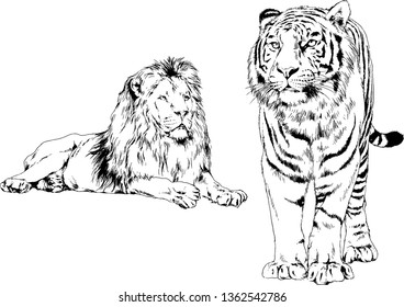 set of vector drawings on the theme of predators tigers are drawn by hand with ink tattoo logos