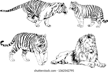 set of vector drawings on the theme of predators tigers are drawn by hand with ink tattoo logos