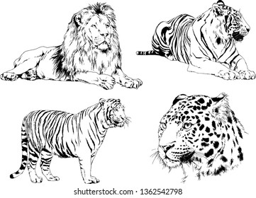 set of vector drawings on the theme of predators tigers are drawn by hand with ink tattoo logos