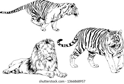 set of vector drawings on the theme of predators tigers are drawn by hand with ink tattoo logos