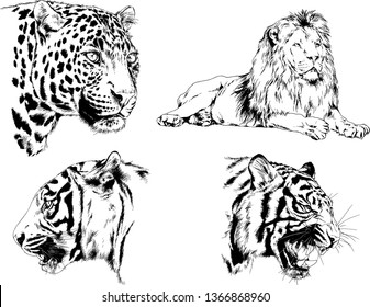 set of vector drawings on the theme of predators tigers are drawn by hand with ink tattoo logos
