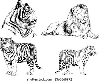 set of vector drawings on the theme of predators tigers are drawn by hand with ink tattoo logos