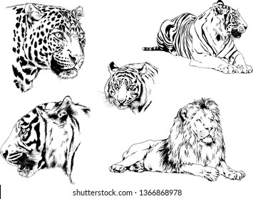set of vector drawings on the theme of predators tigers are drawn by hand with ink tattoo logos
