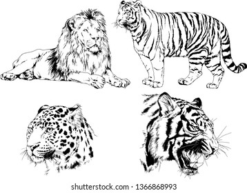 set of vector drawings on the theme of predators tigers are drawn by hand with ink tattoo logos
