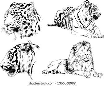 set of vector drawings on the theme of predators tigers are drawn by hand with ink tattoo logos