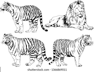 set of vector drawings on the theme of predators tigers are drawn by hand with ink tattoo logos
