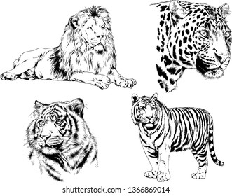 set of vector drawings on the theme of predators tigers are drawn by hand with ink tattoo logos