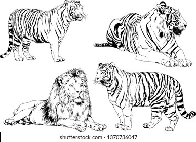 set of vector drawings on the theme of predators tigers are drawn by hand with ink tattoo logos