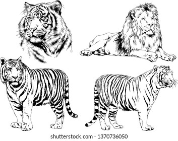 Vector Drawings Sketches Different Predator Tigers Stock Vector ...