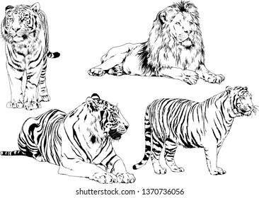 set of vector drawings on the theme of predators tigers are drawn by hand with ink tattoo logos