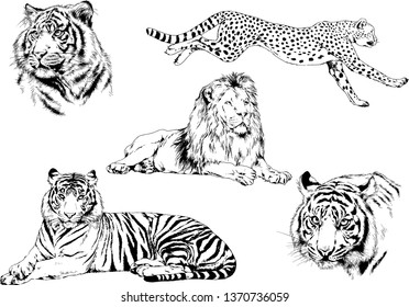 set of vector drawings on the theme of predators tigers are drawn by hand with ink tattoo logos