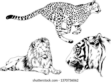 set of vector drawings on the theme of predators tigers are drawn by hand with ink tattoo logos