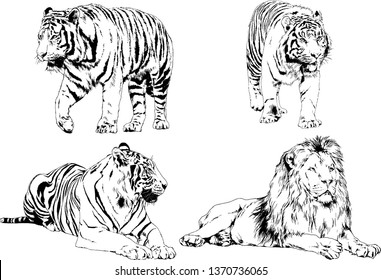 set of vector drawings on the theme of predators tigers are drawn by hand with ink tattoo logos