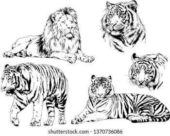 set of vector drawings on the theme of predators tigers are drawn by hand with ink tattoo logos