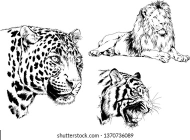 set of vector drawings on the theme of predators tigers are drawn by hand with ink tattoo logos
