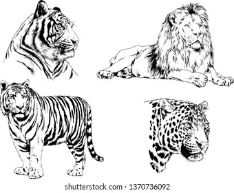 set of vector drawings on the theme of predators tigers are drawn by hand with ink tattoo logos