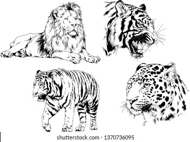 set of vector drawings on the theme of predators tigers are drawn by hand with ink tattoo logos