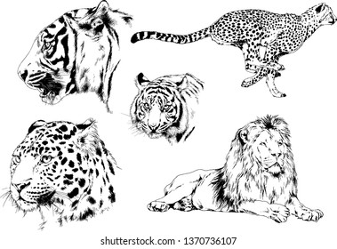 set of vector drawings on the theme of predators tigers are drawn by hand with ink tattoo logos
